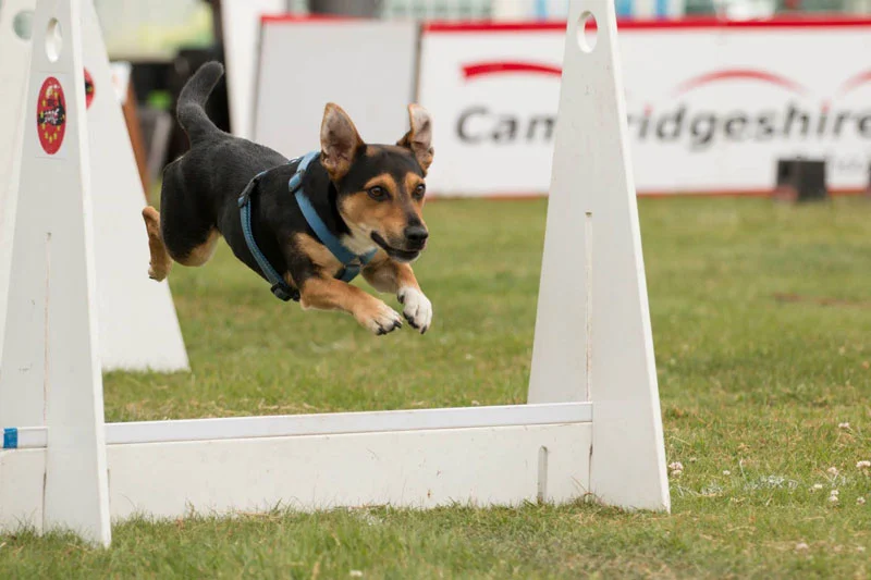 Amy Thompsett's dog Buddy (Jack Russell Terrier) competing at flyball