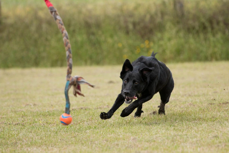 Cooper (Collie cross Labrador) chasing a tug toy