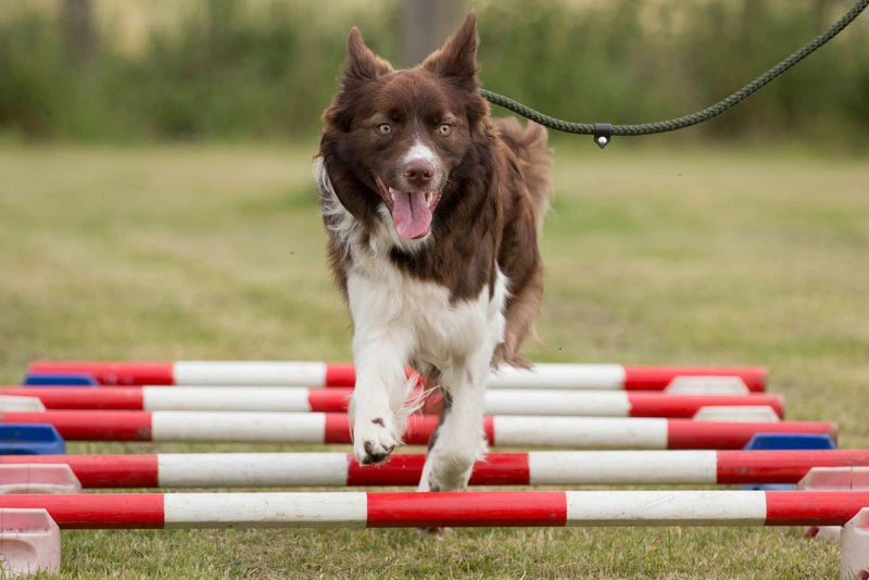 Cypher (Border collie) completing cavalettis