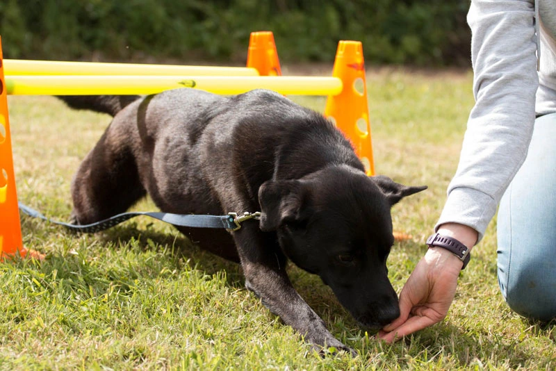 Lugs (Shepherd cross Labrador) learning to go under a low pole