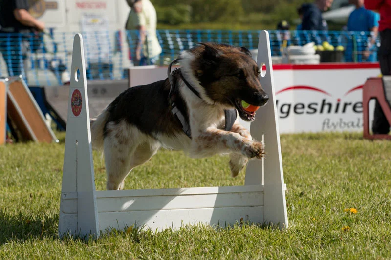 Liz Bryan Oliver's dog Luka (Large Romanian Shepherd) competing at flyball