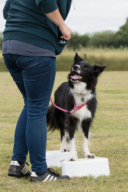 Nessie (Border collie) standing across two feet targets