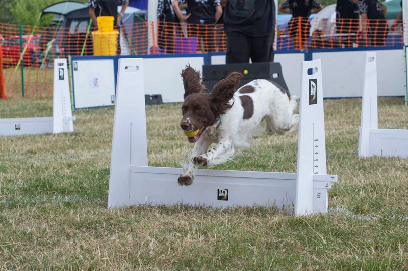 Teasel (English Springer Spaniel) competing at flyball