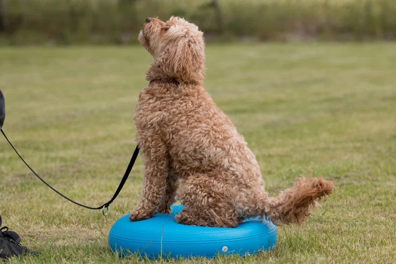 Yogi (Cavalier cross poodle) sitting on a wobble cushion